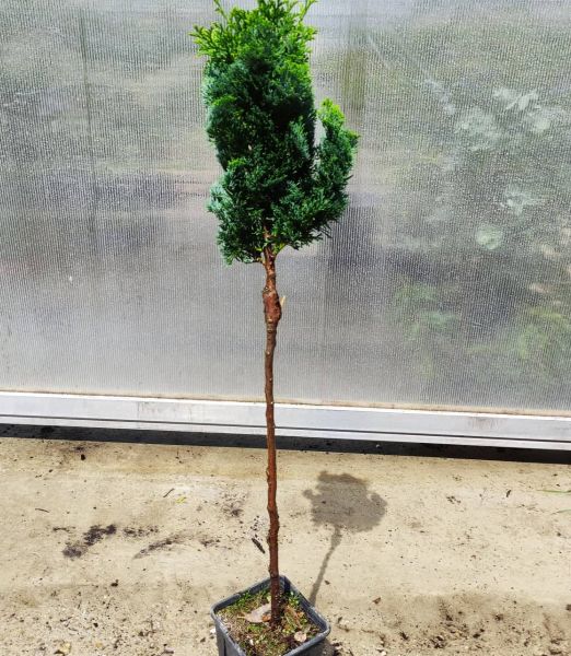 Chamaecyparis obtusa Nana Gracilis 50cm kmeň